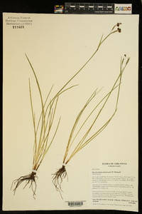 Sisyrinchium atlanticum image