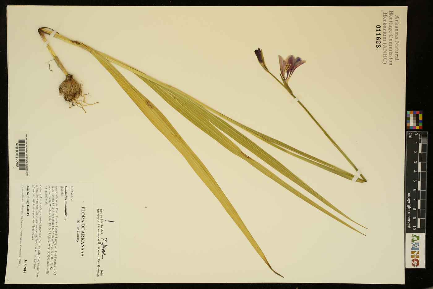 Gladiolus communis image