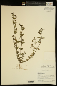 Chamaesyce hyssopifolia image