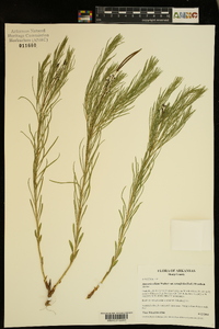 Amsonia ciliata var. tenuifolia image