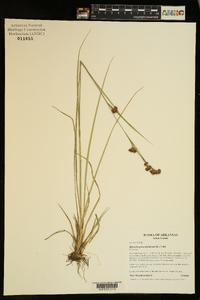 Rhynchospora glomerata image