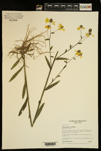 Helenium flexuosum image