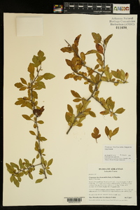 Crataegus brachyacantha image