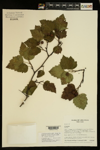 Crataegus pruinosa var. virella image