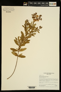 Hypericum lobocarpum image