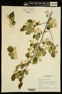 Styrax americanus image