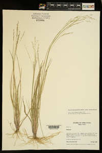 Panicum dichotomiflorum subsp. dichotomiflorum image