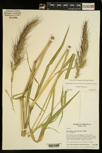 Echinochloa muricata var. muricata image