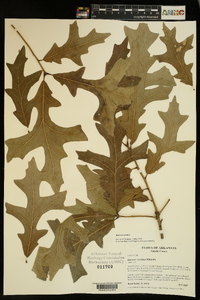 Quercus lyrata image