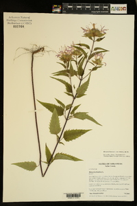 Monarda fistulosa var. mollis image