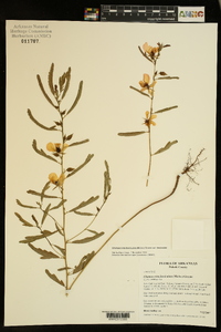 Chamaecrista fasciculata var. fasciculata image