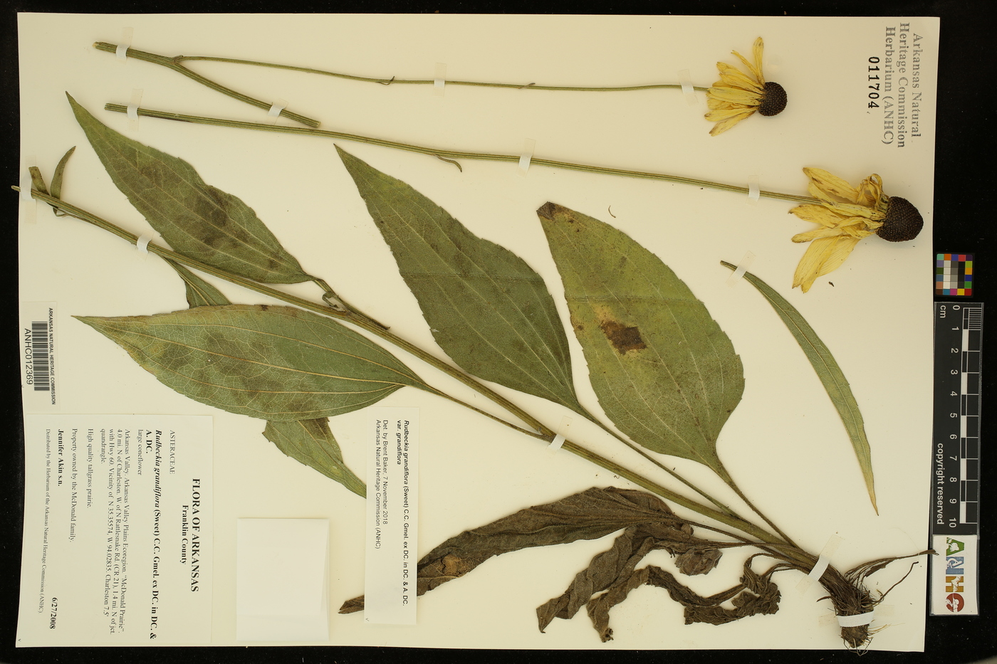 Rudbeckia grandiflora var. grandiflora image