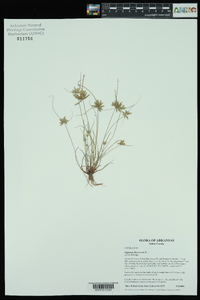 Cyperus flavescens image