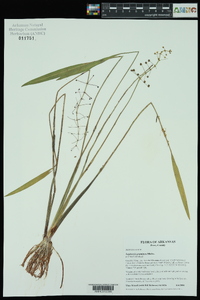 Sagittaria graminea image