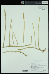 Lycopodiella alopecuroides image