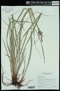 Carex joorii image