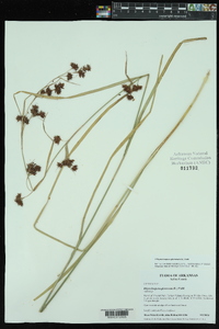 Rhynchospora glomerata image