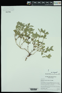 Diodia dasycephala image