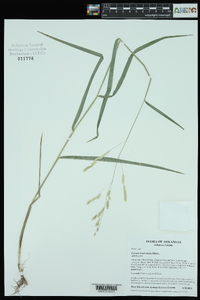 Leersia lenticularis image