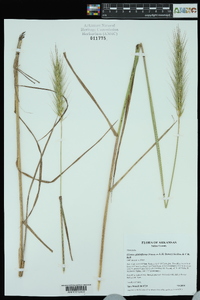 Elymus glabriflorus image