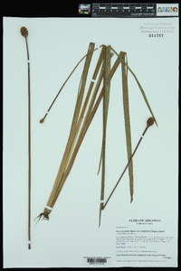 Xyris laxifolia image