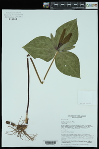 Trillium viridescens image