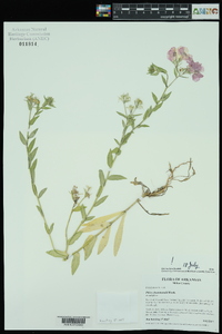 Phlox drummondii image