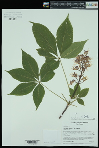 Aesculus x bushii image