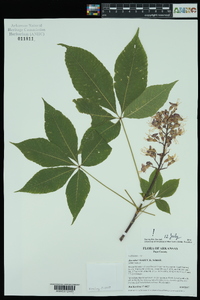 Image of Aesculus x bushii