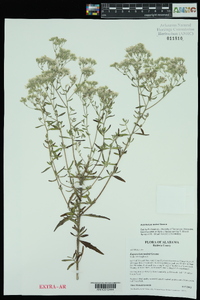 Eupatorium mohrii image