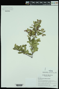 Pyracantha koidzumii image