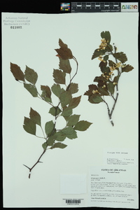 Crataegus viridis image