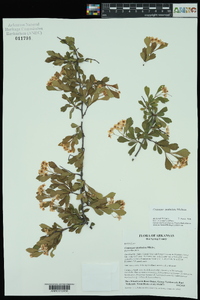 Crataegus spathulata image