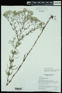 Eupatorium hyssopifolium image