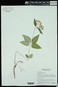 Asclepias quadrifolia image