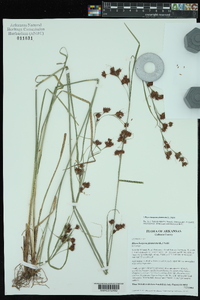 Rhynchospora glomerata image