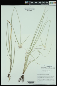 Rhynchospora colorata image