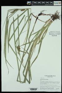 Carex aureolensis image