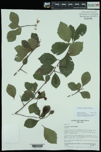 Crataegus collina image