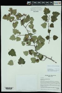 Crataegus ouachitensis image