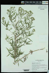 Eupatorium x pinnatifidum image