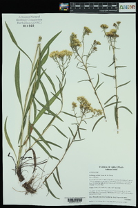 Solidago nitida image