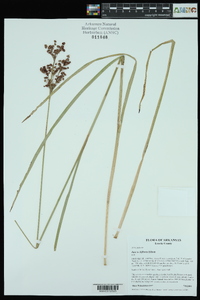 Juncus biflorus image