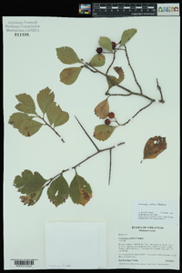 Crataegus collina image