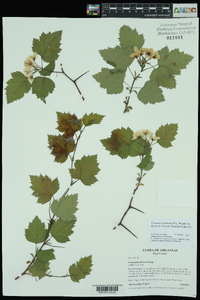 Crataegus pruinosa image