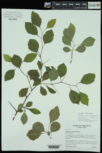 Crataegus viridis image