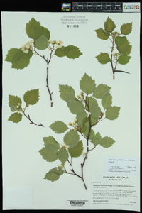 Crataegus padifolia var. incarnata image