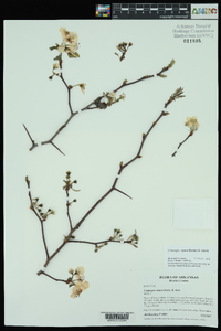 Crataegus opaca image