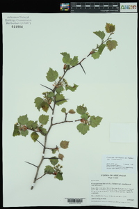 Crataegus ouachitensis image