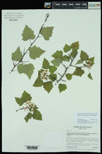 Crataegus pruinosa image